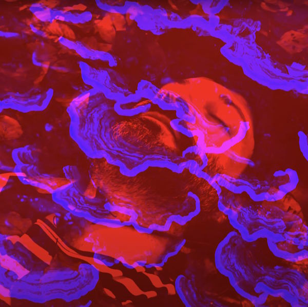 Alberto Amar estar en un sueo album cover