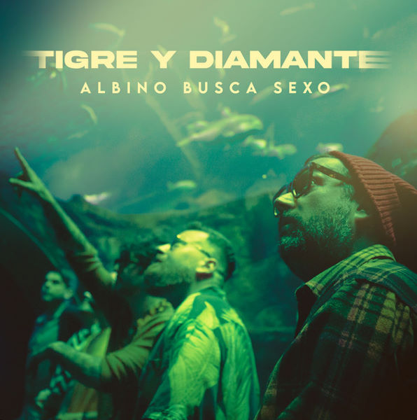 Tigre y Diamante albino busca